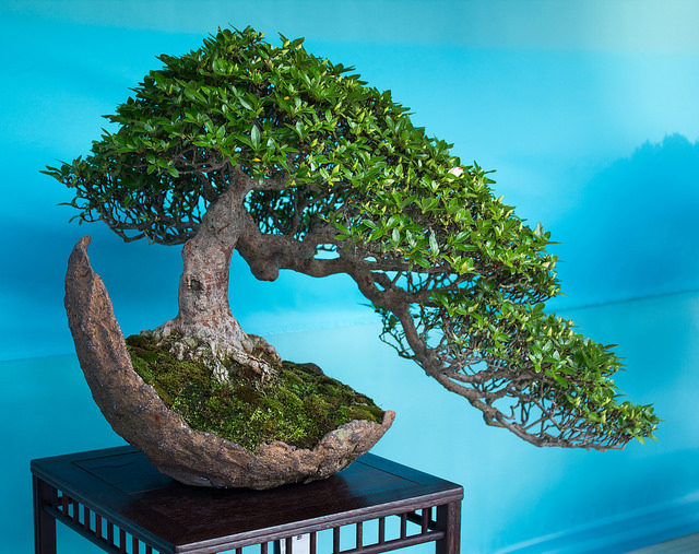 Come curare un bonsai: i consigli utili specie per specie