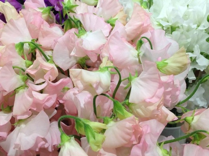 fiori perfetti per un matrimonio in rosa (3)