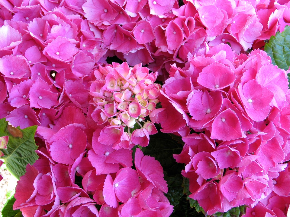 fiori perfetti per un matrimonio in rosa (4)