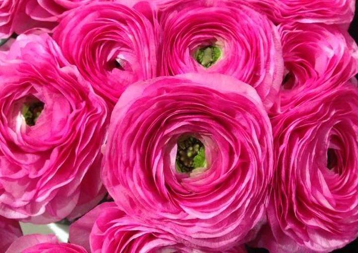 fiori perfetti per un matrimonio in rosa (5)