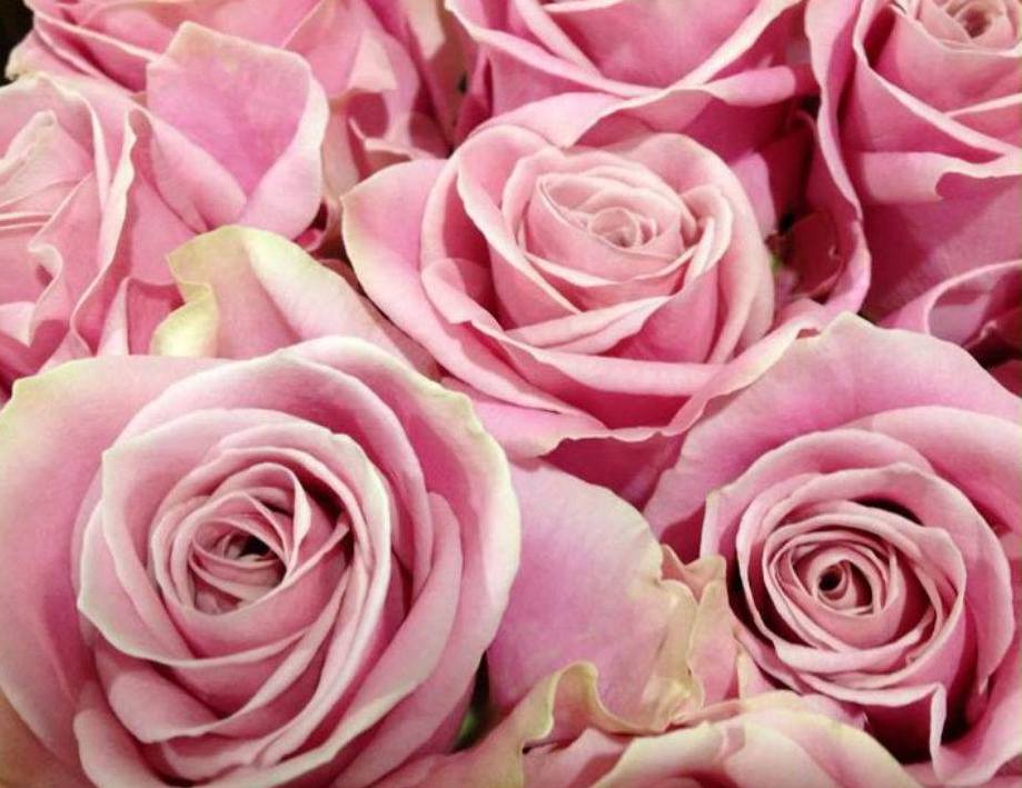 fiori perfetti per un matrimonio in rosa (7)