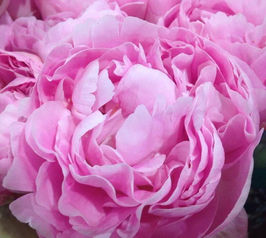 fiori perfetti per un matrimonio in rosa (8)